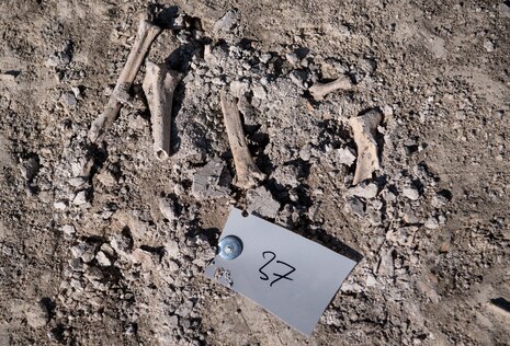  Bild ausgegrabener Knochen