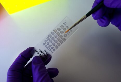 blaue Handschuhe halten einen Pinsel in einem Labor