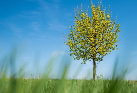  Baum mit gelben Bl&uuml;ten steht auf einem Feld
