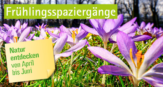 Blühende Krokusse auf einer Wiese, darauf der Schriftzug »Frühlingsspaziergänge – Natur entdecken von April bis Juni«